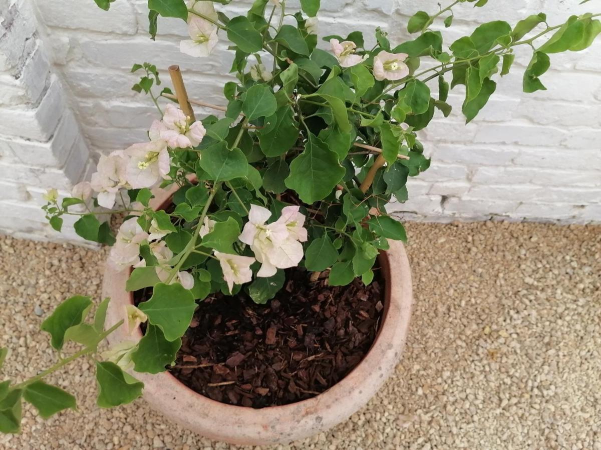 הוילה אבלגם Chez Paulette מראה חיצוני תמונה